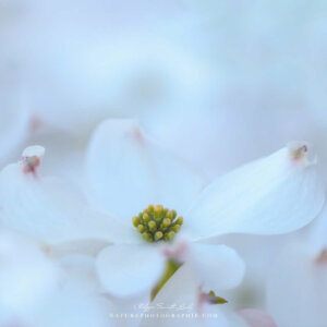 White Elegance