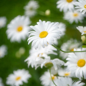 White and Sweet Daisies