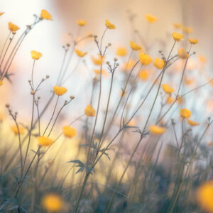 Yellow Dots in the Fields