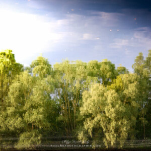 A forest in a lake