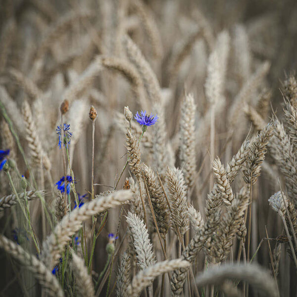 Cold Wheat Ears