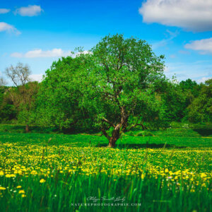 Green Countryside
