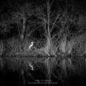 Heron on the Watch