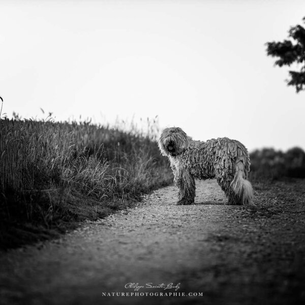 Maddy sur le sentier