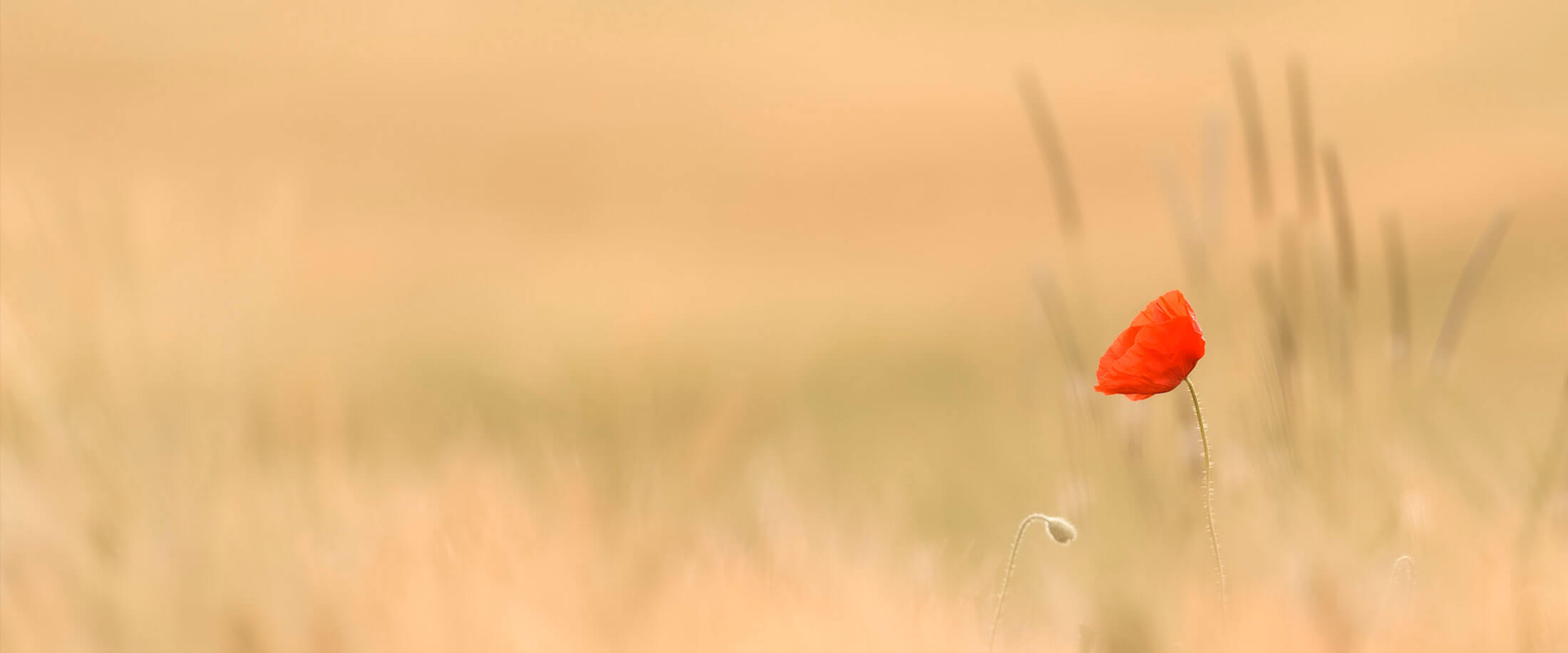 La nature dans le Jura en été