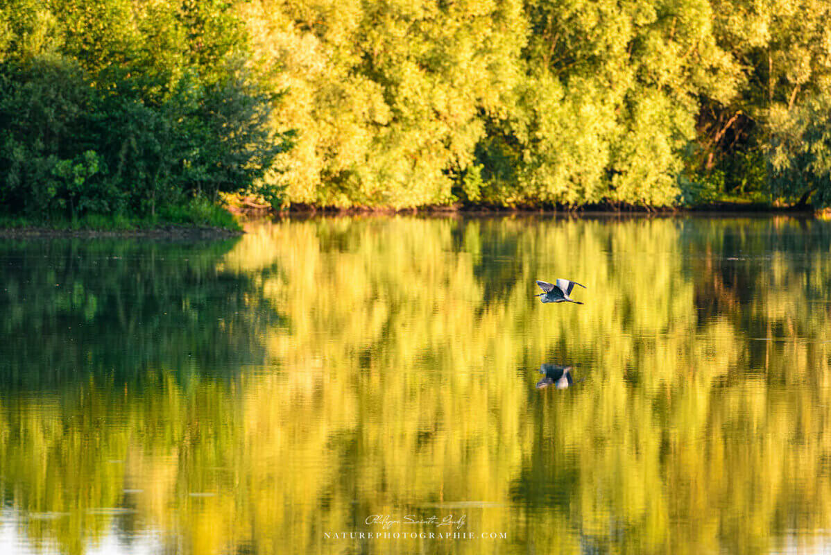 Un héron qui vole au-dessus de l'eau