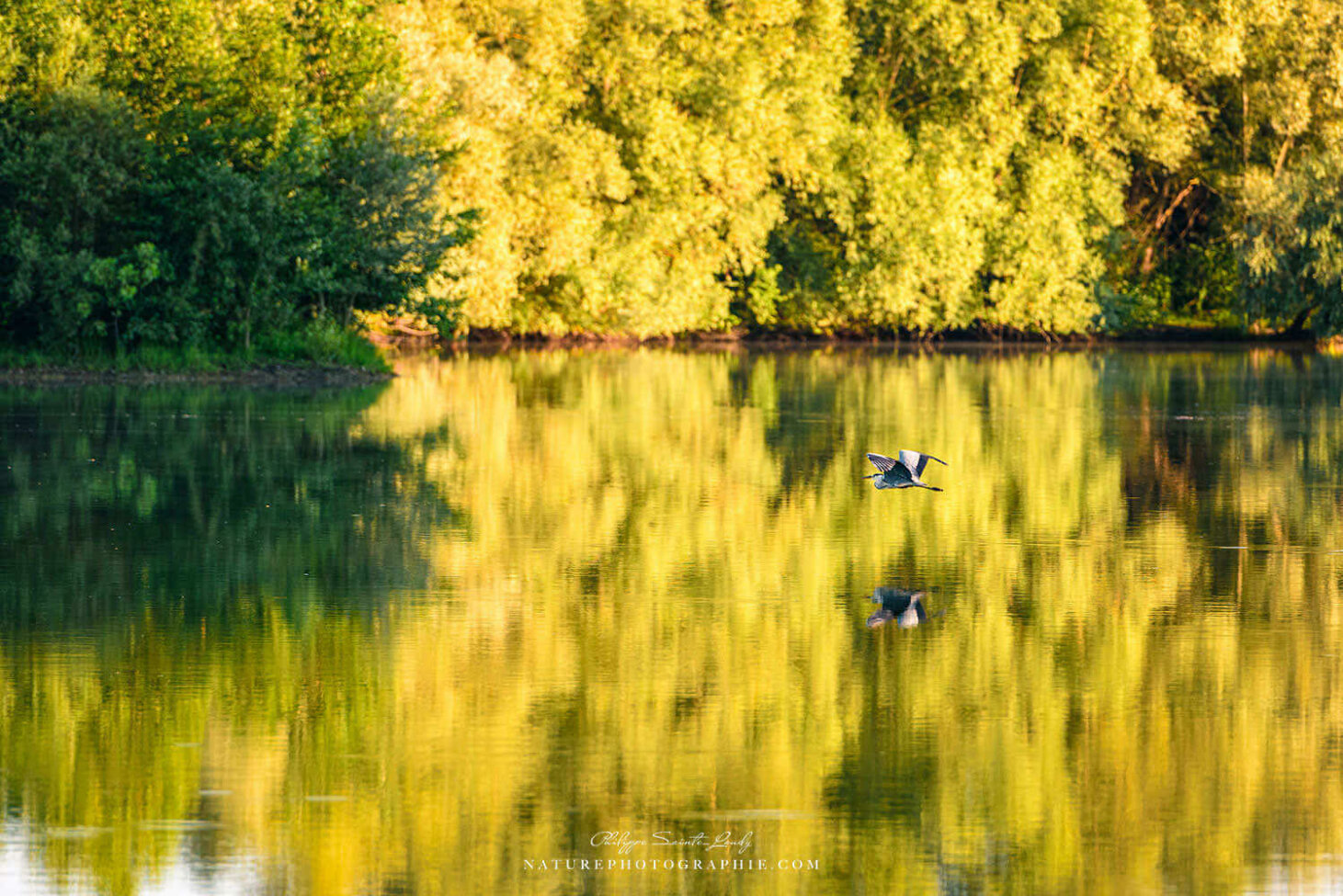 Un héron qui vole au-dessus de l'eau