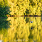 Un héron qui vole au-dessus de l'eau