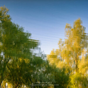Trees in the Water