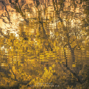 Wavy Reflection