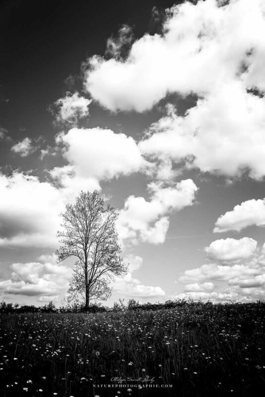 Arbre solitaire sous les nuages