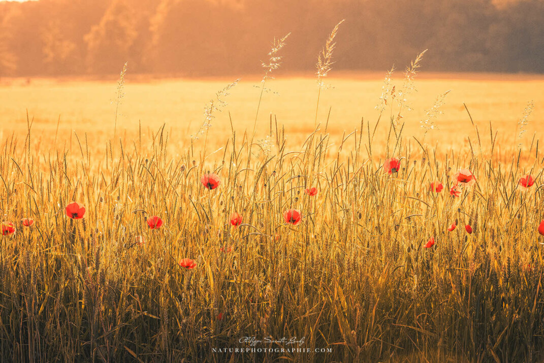 Coquelicots à l'heure dorée