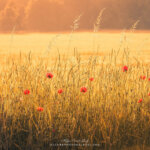 Coquelicots à l'heure dorée