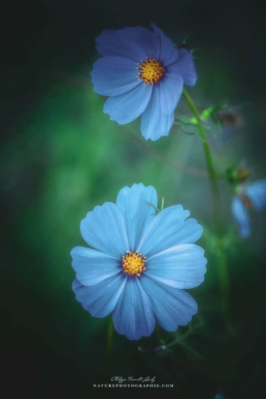 Cosmos bleu