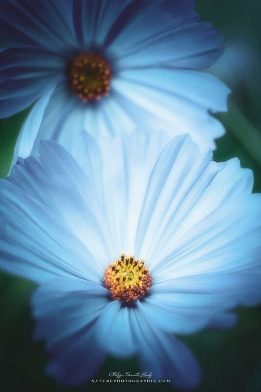 Cosmos en gros plan