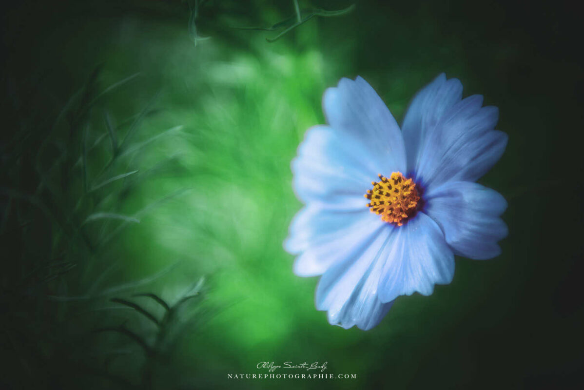 Tête de cosmos