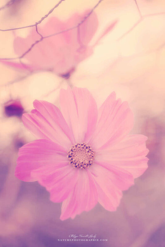 Cosmos rose