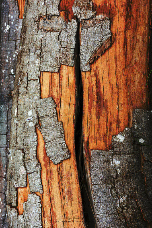 Tronc d'arbre fissuré