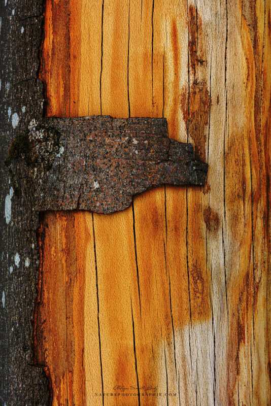 Tronc d'arbre