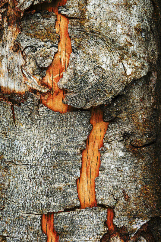 Écorce d'arbre