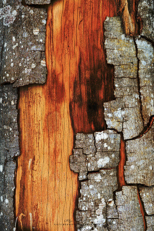Écorce d'arbre en gros plan