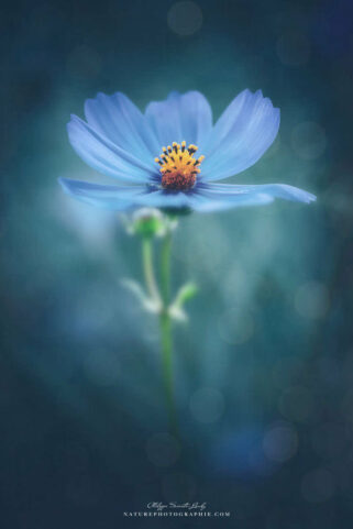 Cosmos bleu sur fond bleu
