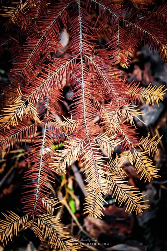 Aiguilles de sapins en automne