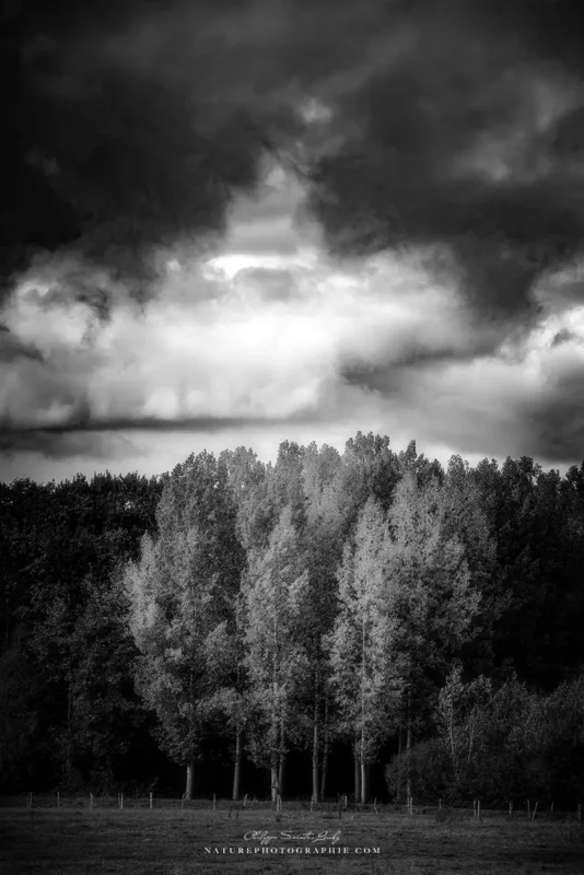 Forêt sous un ciel menaçant