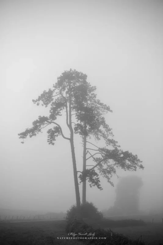 Un arbre dans le brouillard