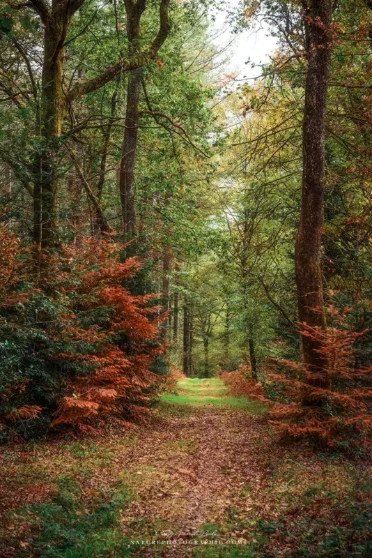 Allée sereine dans une forêt en automne